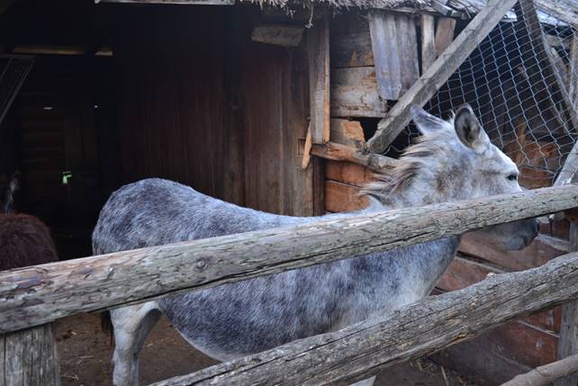 A picture containing fence, outdoor, animal, wooden

Description generated with very high confidence